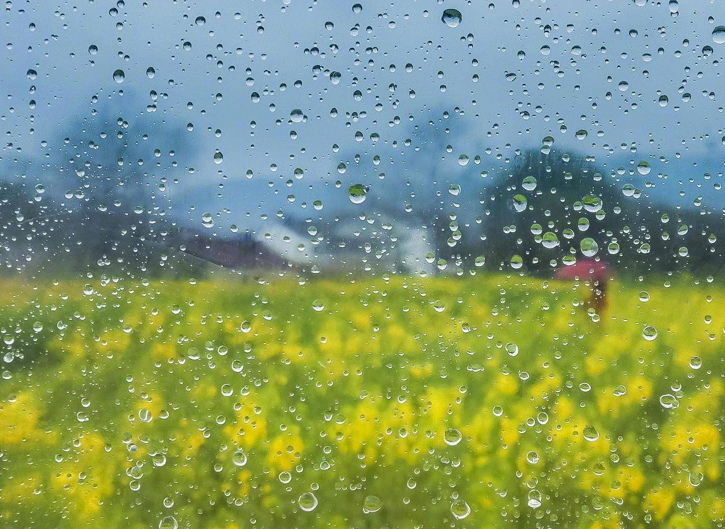 多雨yu.gif